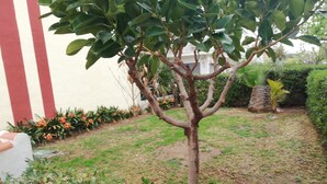 A small tree in a garden area with a white building in the background. - Estudios Solmar 1º, Solo Familias! (Playa de Gandía)