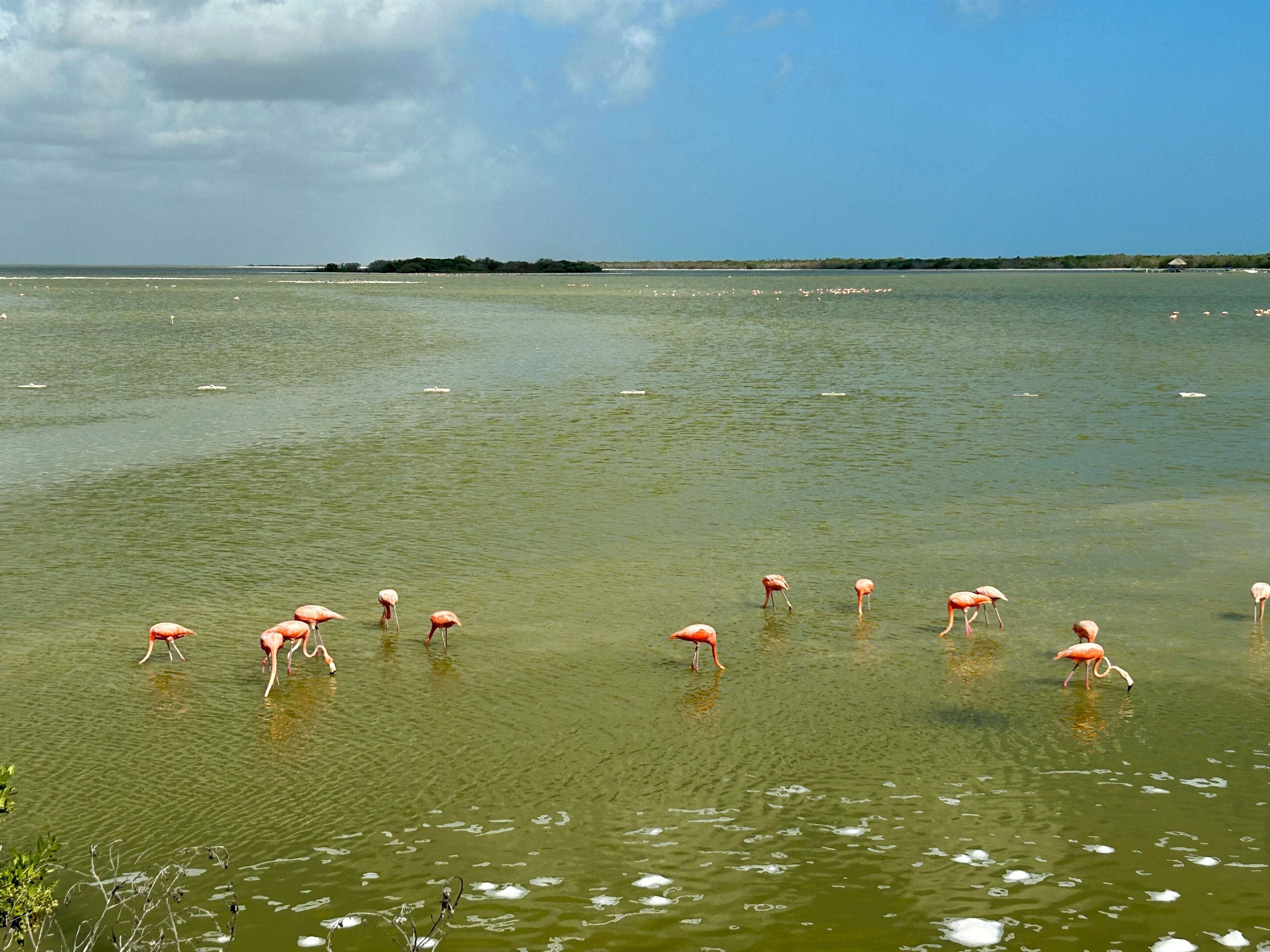 Ein Gewässer mit mehreren Flamingos darin.