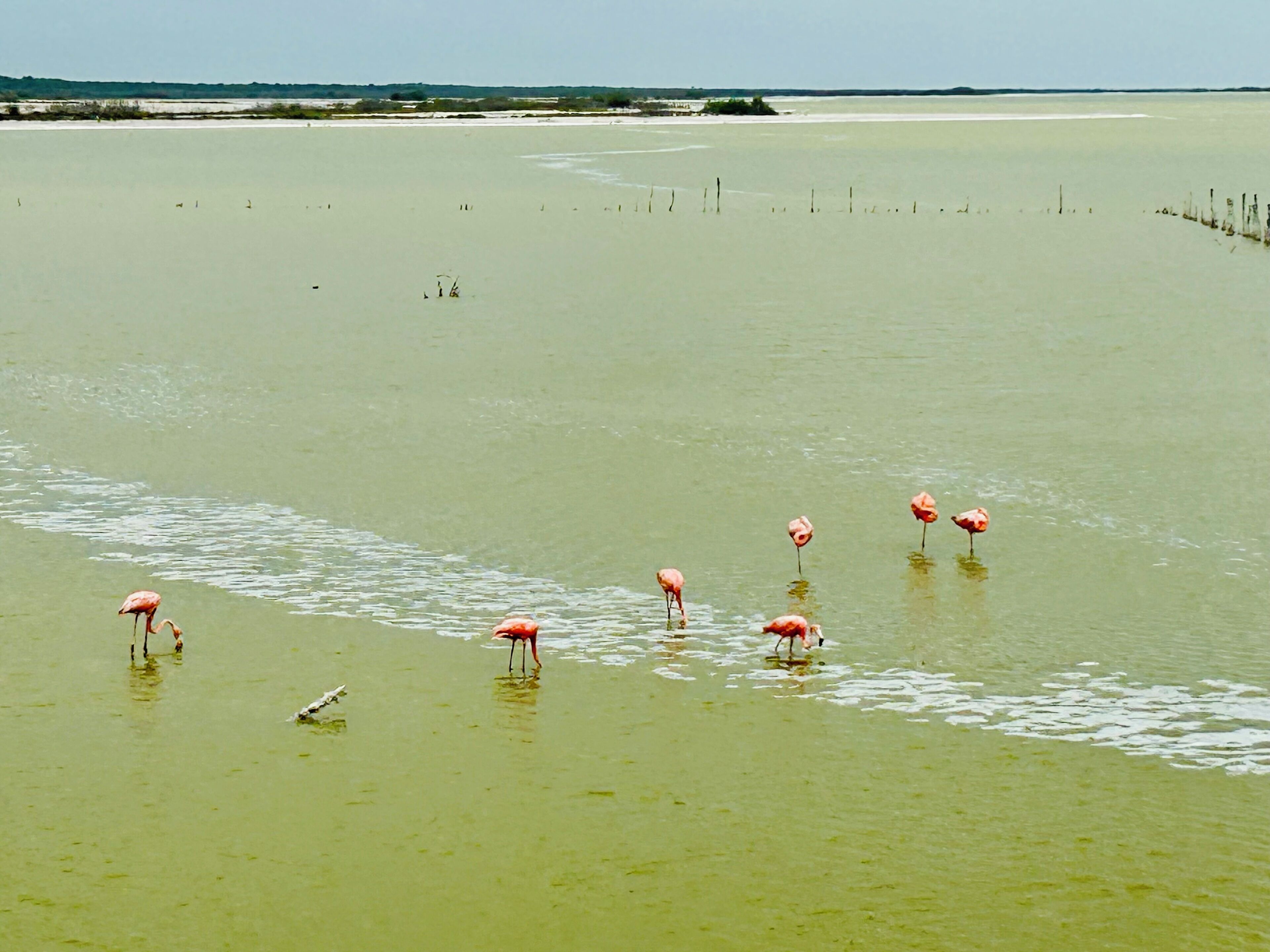 Una extensa masa de agua con varios flamencos de pie.