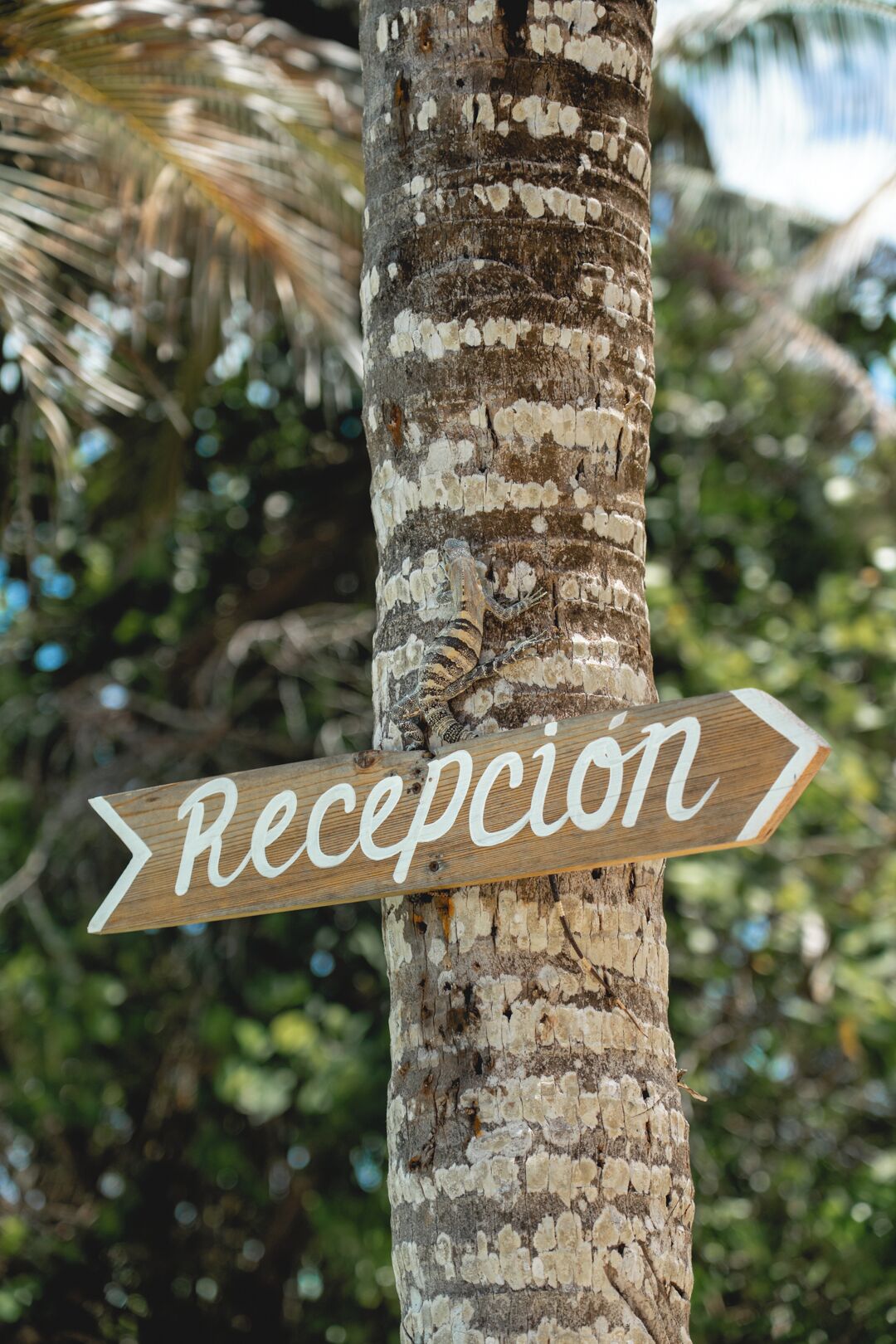 Un letrero de madera con la palabra 'Recepcion', sujeto al tronco de un árbol.