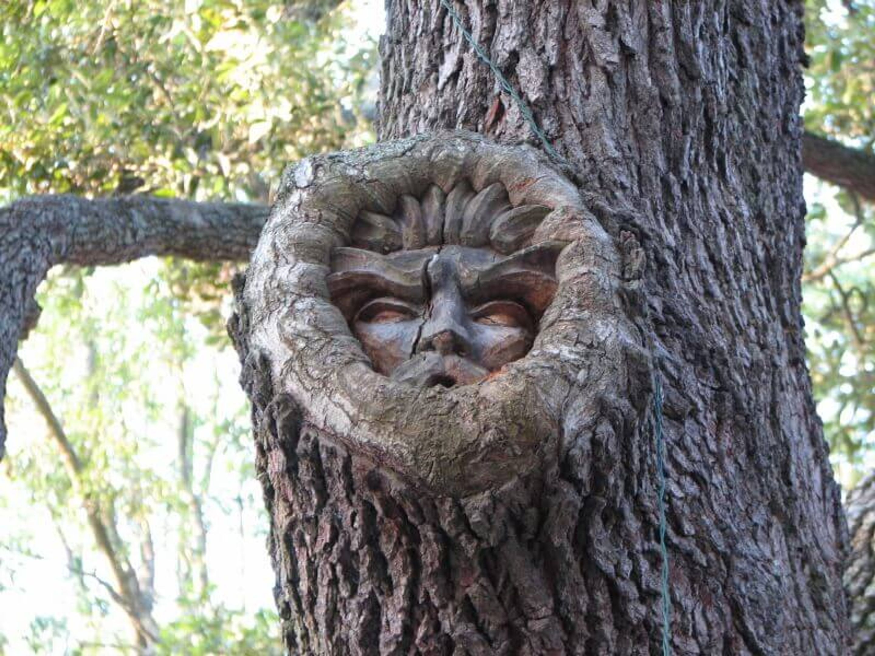A tree with a carved face in its trunk.