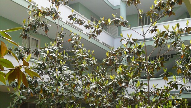 Un patio con un árbol, setos verdes y un edificio con varios balcones.