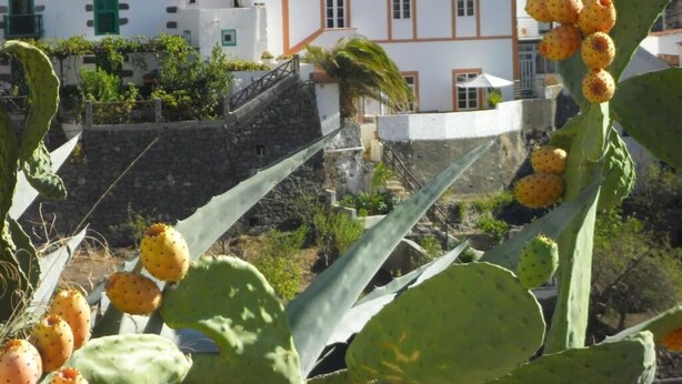 A cactus plant with yellow flowers in the foreground, a stone wall, and a white building with red-tiled roofs in the background. - Casa Rural las Cáscaras (Tejeda)