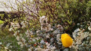 Un jardin où poussent des tulipes jaunes et oranges, des fleurs blanches et un feuillage vert.