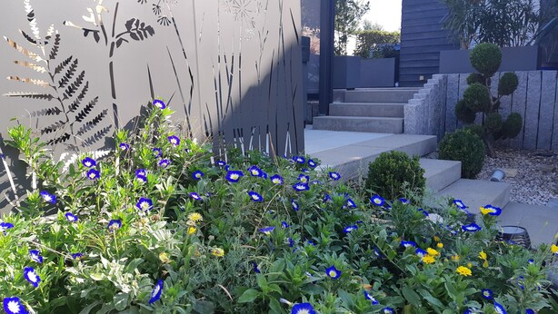 Ein Garten mit blauen und gelben Blumen, eine graue Mauer mit dem Schatten einer Pflanze und eine Treppe, die zu einem Gebäude führt.