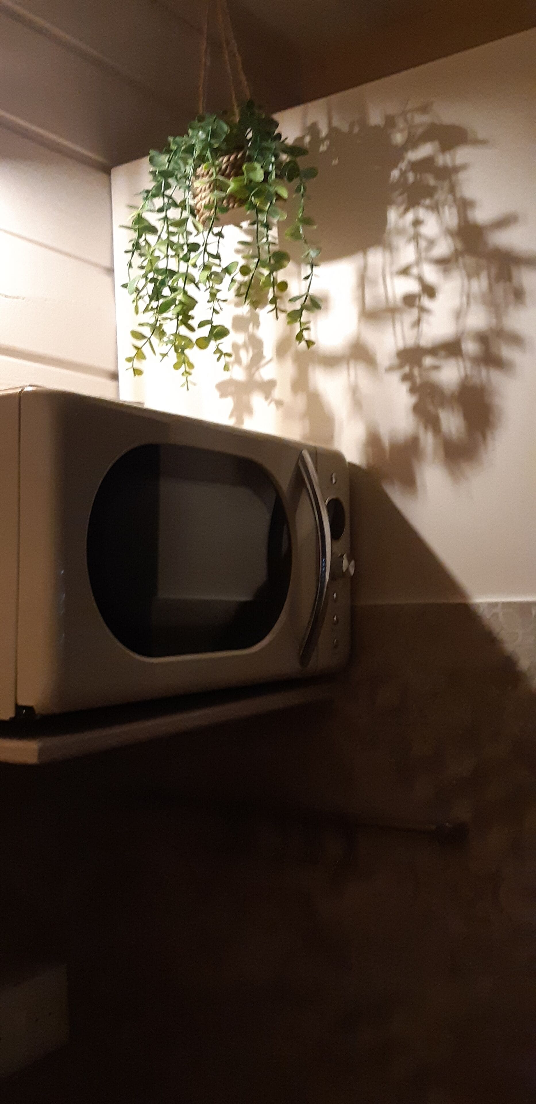 Um forno de micro-ondas numa bancada da cozinha, com uma planta pendurada acima.