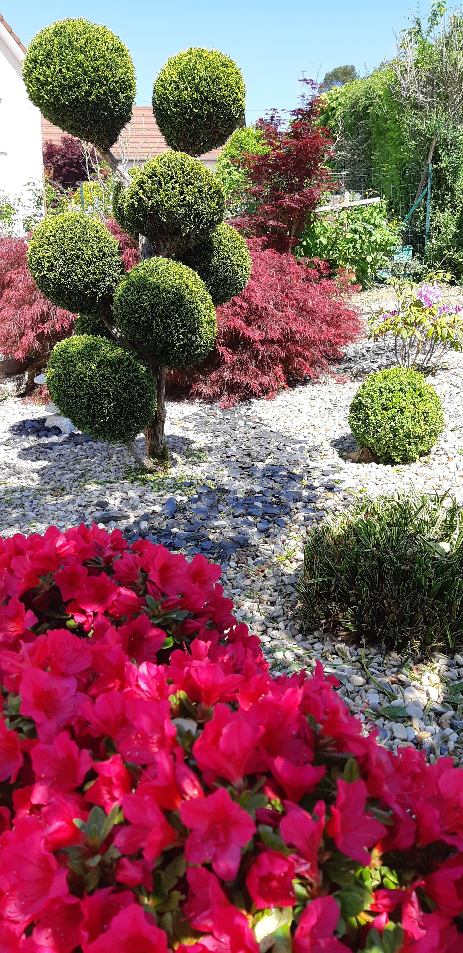 Un jardín con setos esféricos, arbustos de flores rojas y un sendero de grava.