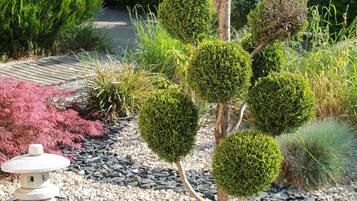 A garden with a variety of plants, a stone lantern, and a pathway.