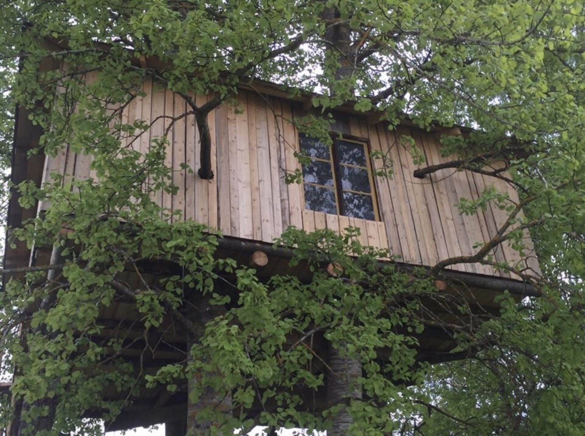A treehouse with a wooden exterior, a window, and a tree trunk supporting it.