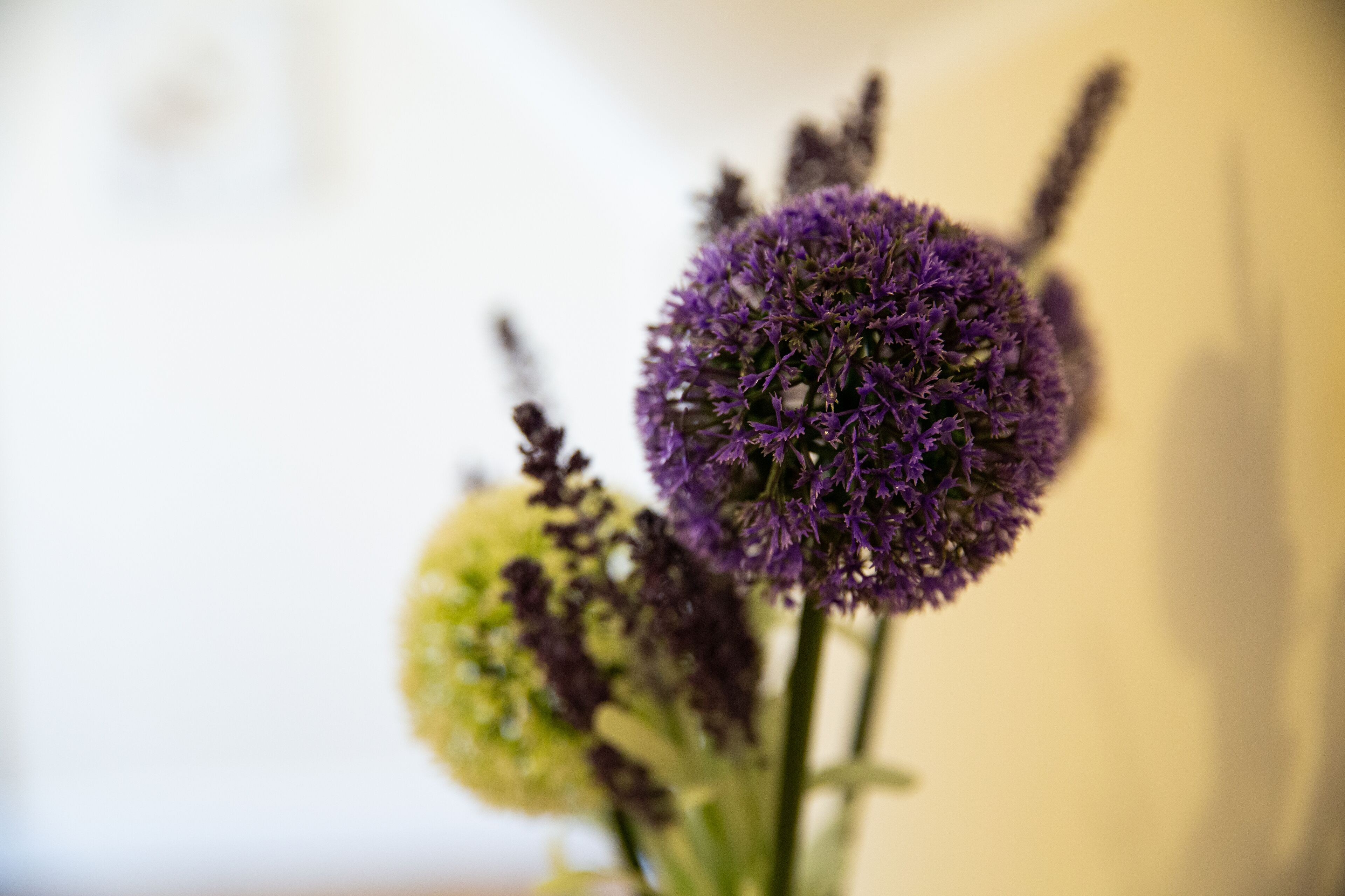 A close-up of a purple spherical flower with a blurred background.