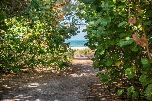 Un sendero que lleva a una playa, rodeado de vegetación densa.