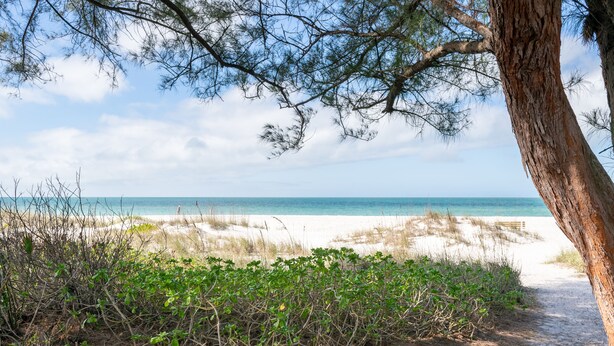 A beach path with a tree and bushes leading to the ocean.