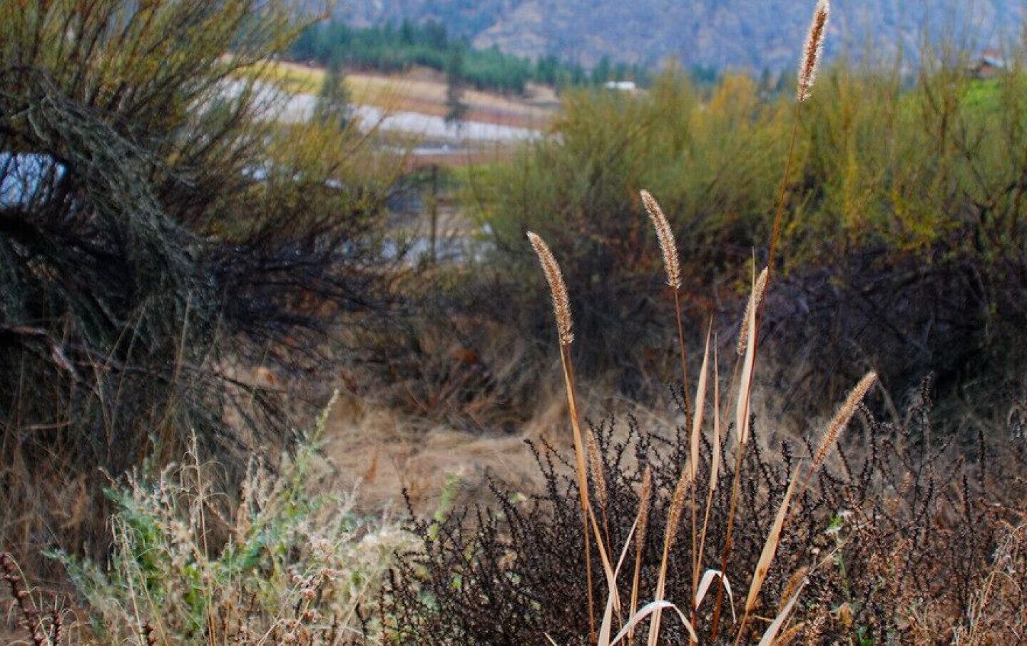 Bighorn Ridge 2-suite/ 1 bedroom EACH (SEPARATELY PRICED) Guest House - Bighorn Ridge-suite 2