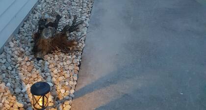 Queen-vuoteet, 55 'TV, WiFi, lähellä Napervillen keskustaa