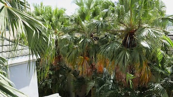 A rooftop garden with various palm trees and a white building.