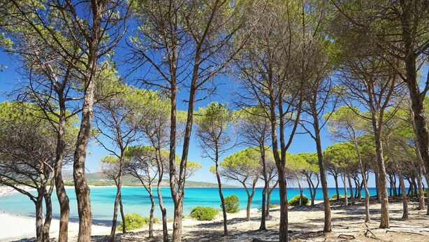 Uma praia com árvores e um mar azul transparente.