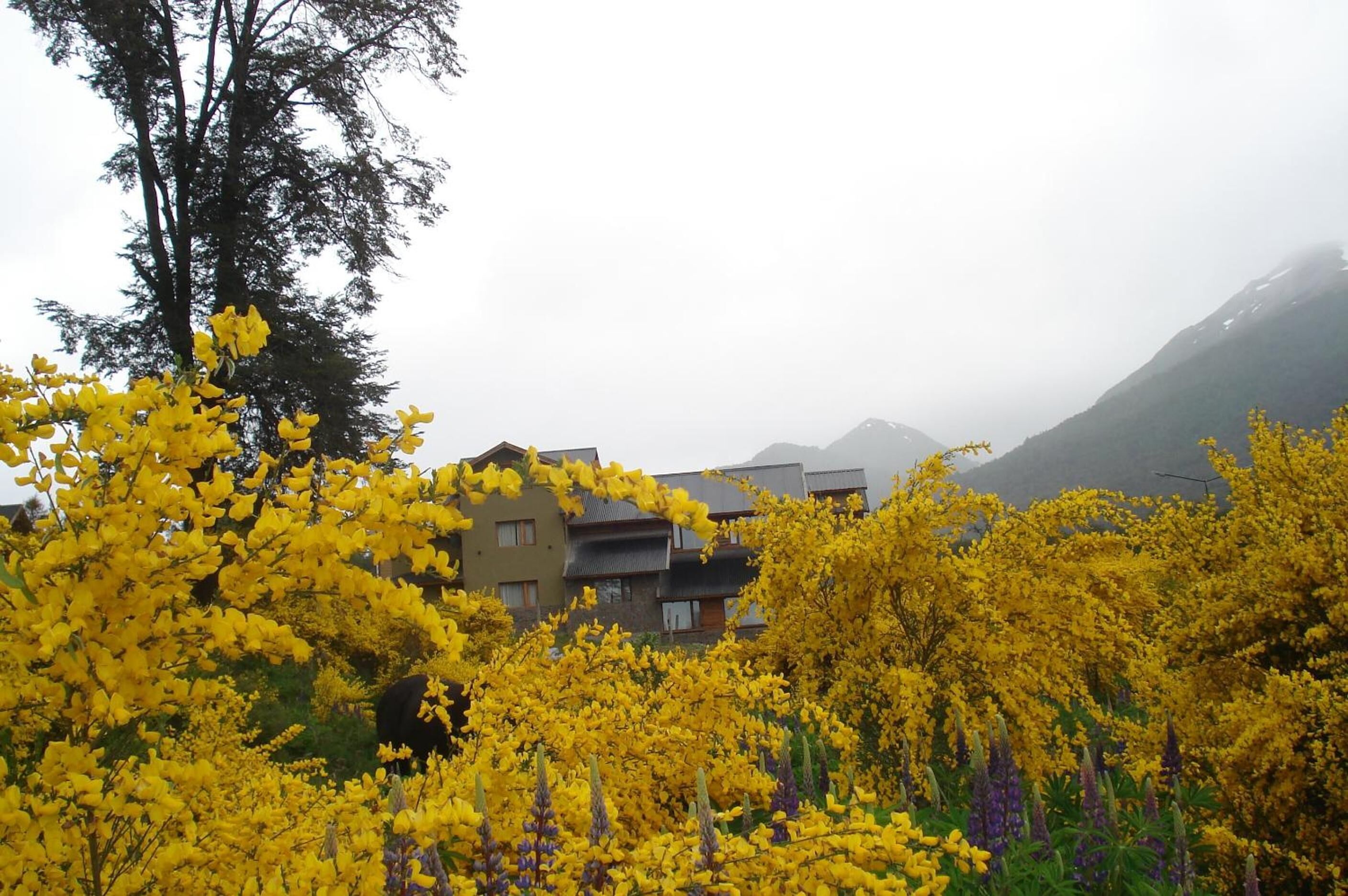 A residential area with houses surrounded by yellow flowering trees and a mountain in the background.