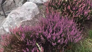Tuin
