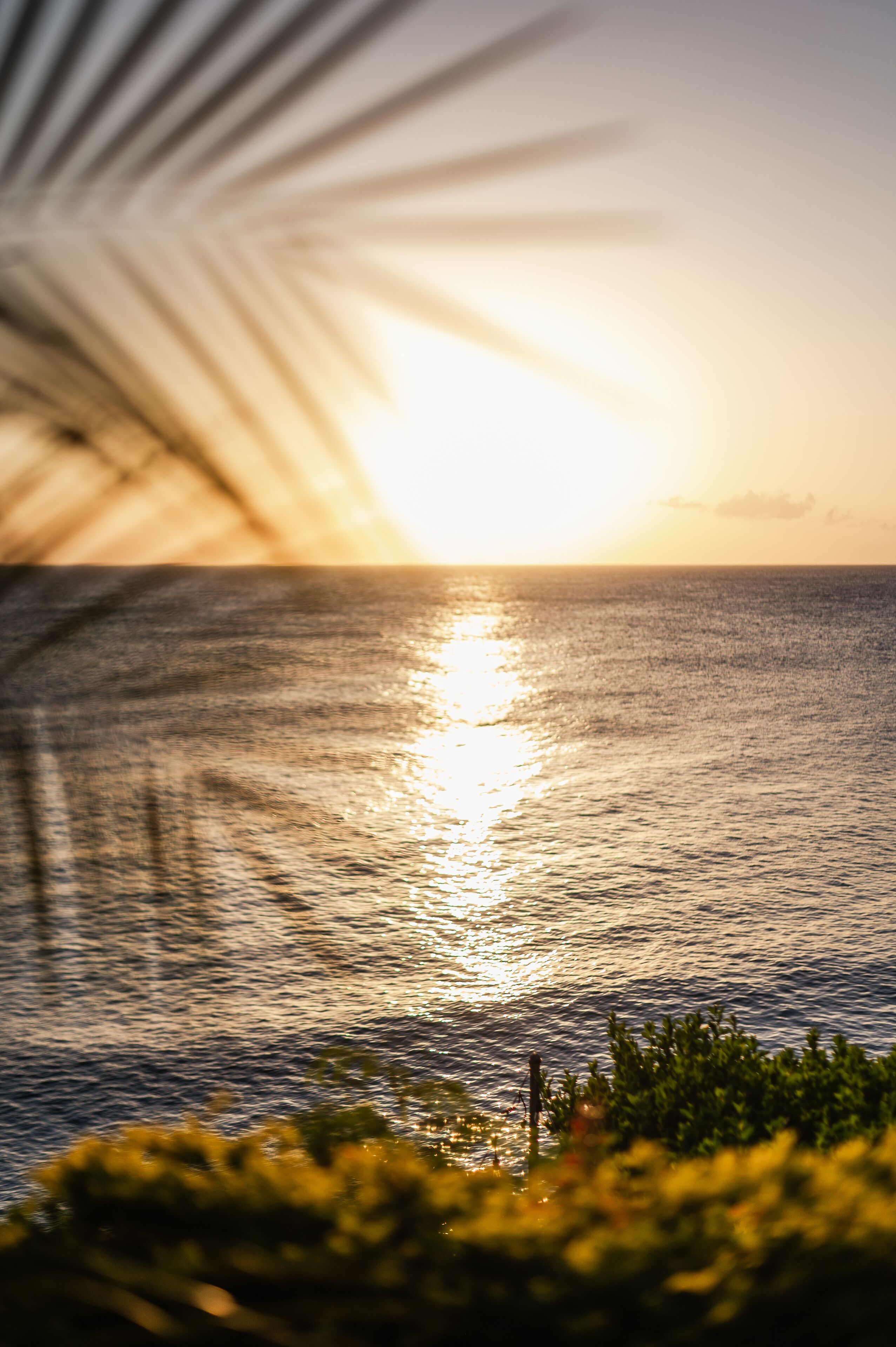 A sunset over a body of water with a palm tree in the foreground.