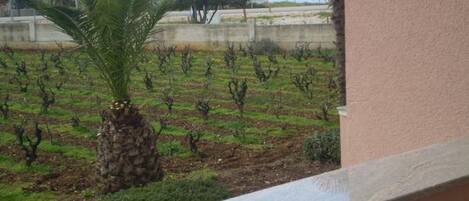 A balcony with a view of a vineyard.