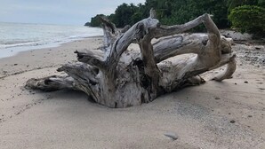 Un gros morceau de bois flotté sur une plage de sable, avec vue sur l’océan et des palmiers en arrière-plan.