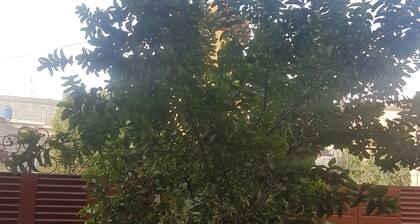 Mian Ayyaz Law Associates