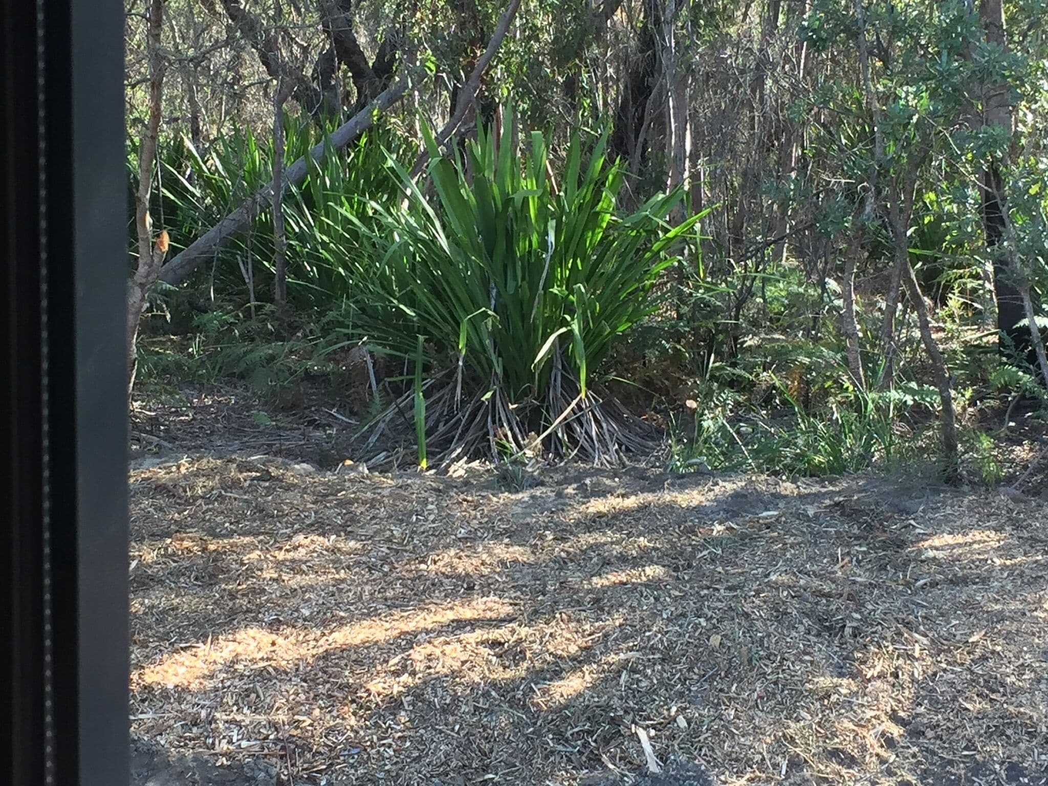 Een natuurlijk buitengebied met diverse begroeiing, waaronder een opvallende groene plant met lange bladeren en een dichte groep kleinere planten.