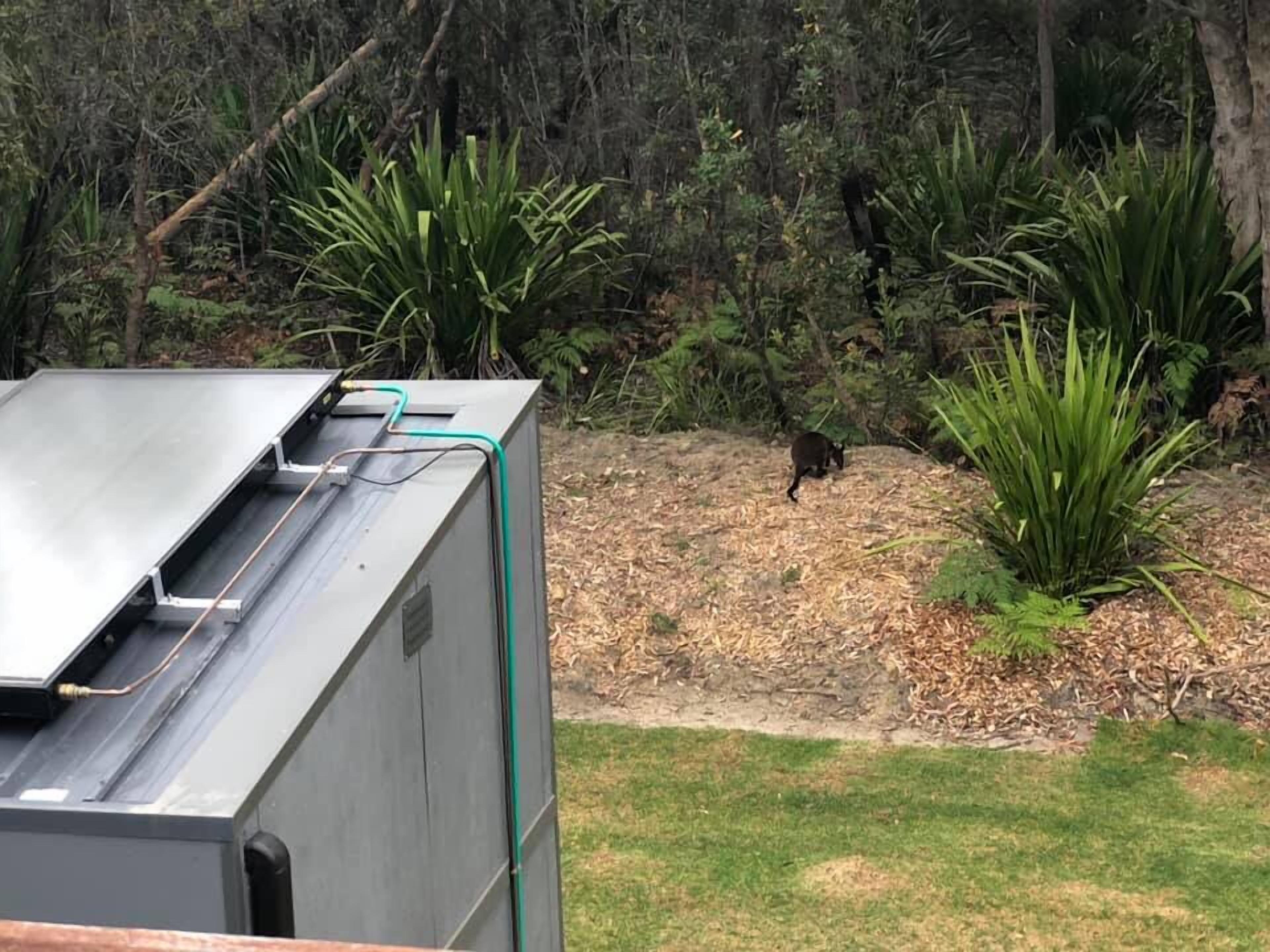 Wallaby visitor at the Tiny Home