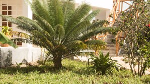 Un jardín con una palmera, una escalera y un edificio al fondo.