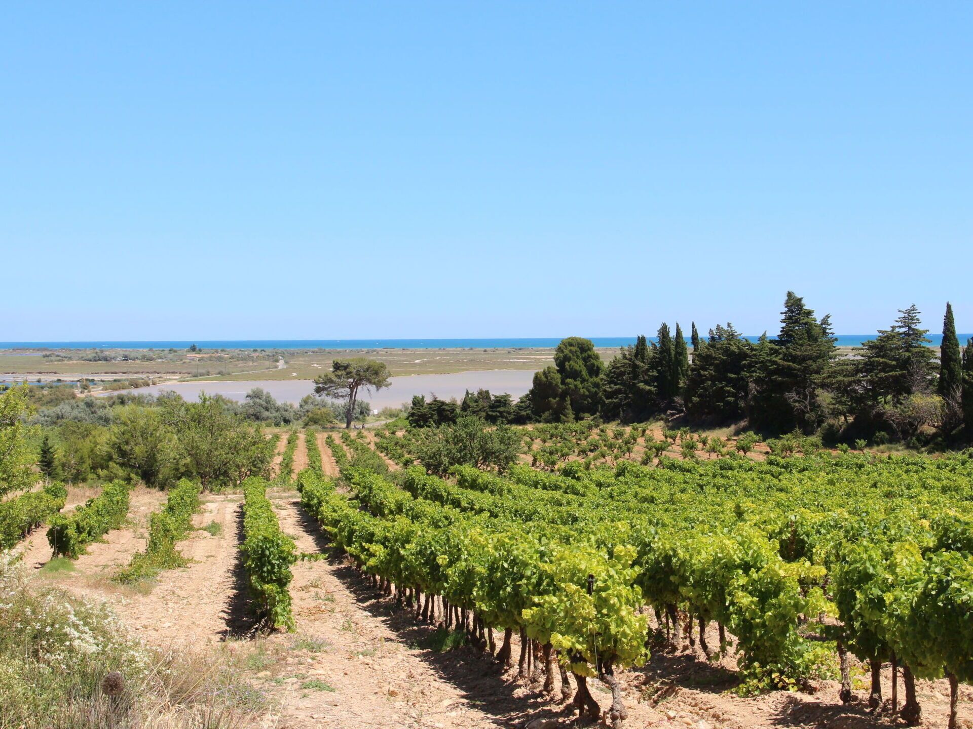 A vineyard with rows of grapevines and a clear view of the sea in the background.