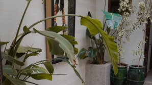 Una piscina interior pequeña con paredes y suelo de azulejos, rodeada de macetas con plantas diversas y un banco de madera.