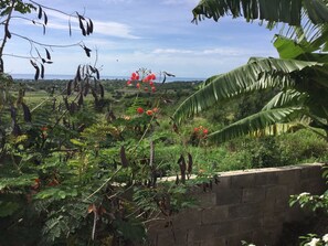 Property grounds - Ebony Cottage, on a hill overlooking the Sea (Treasure Beach)