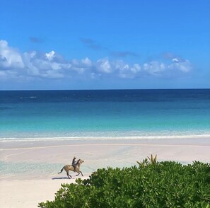 A beach with clear turquoise waters and a horse and rider in motion.