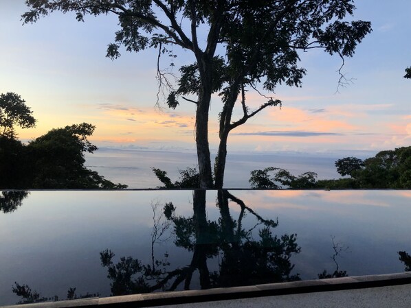 A tree reflected in a calm body of water with a clear sky in the background.