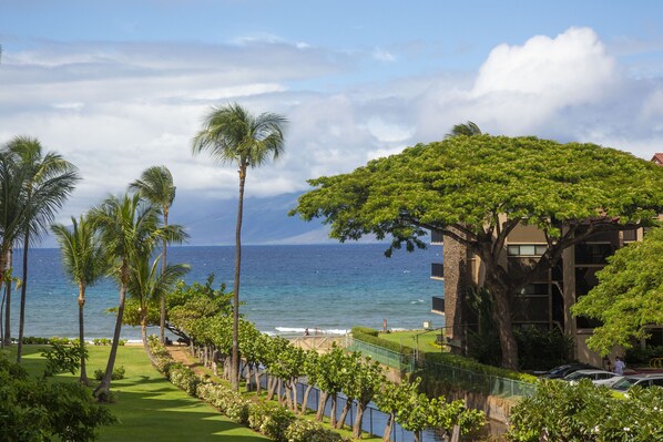 A coastal hotel with a view of the ocean, palm trees, and a large tree in front of the building.
