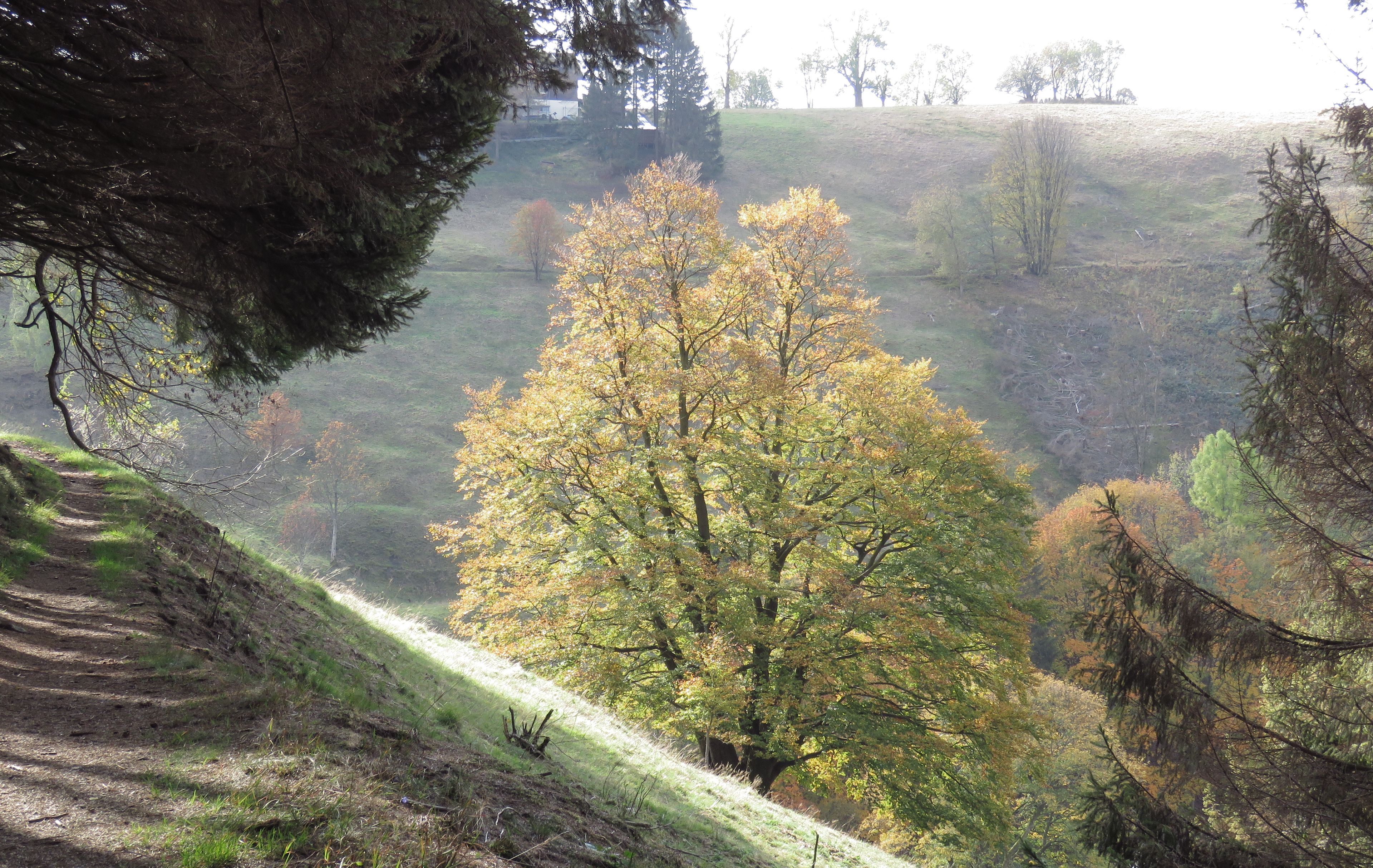 A hilly landscape with a dirt path leading through a forested area.