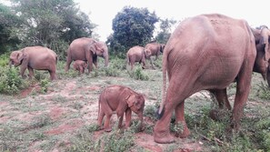 Safari - Emerald Valley (Embilipitiya)