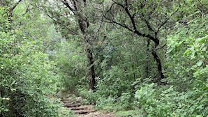 Un sentiero boschivo con tavole di legno e fitta vegetazione.