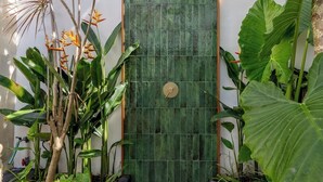 Una puerta verde con manija dorada, rodeada de plantas tropicales.