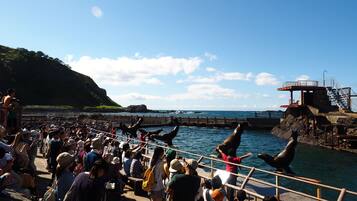 A coastal area with a crowd watching sea lions.
