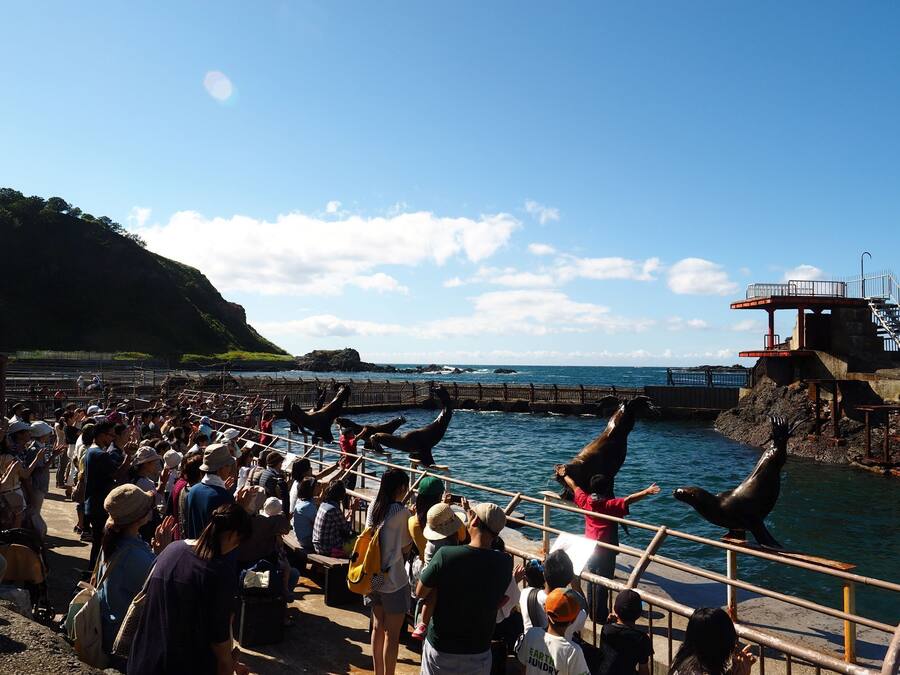 A coastal area with a crowd watching sea lions.