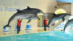 Delfines actuando en una piscina cubierta con una pared azul y blanca a rayas y un cartel que dice 