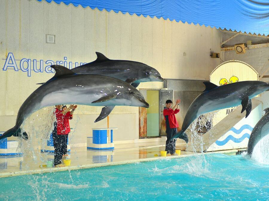 Dolphins performing in an indoor pool with a blue and white striped wall and a sign that reads "Aquarium".