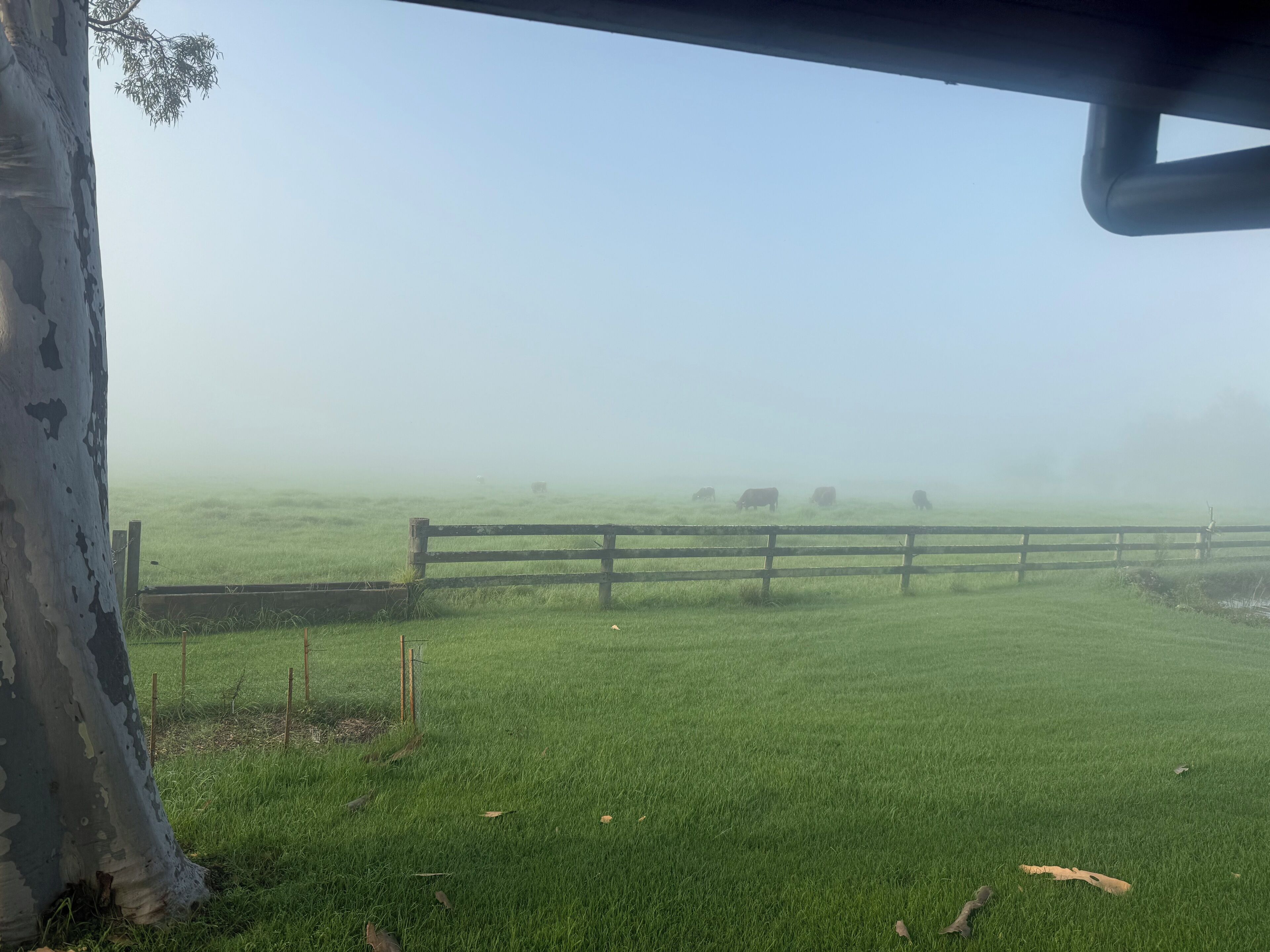 A foggy rural landscape with a wooden fence and grazing cattle.