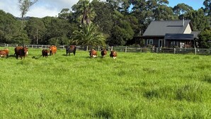 A grassy field with cows and a house in the background. - Peppergrove Cottage (Berry)