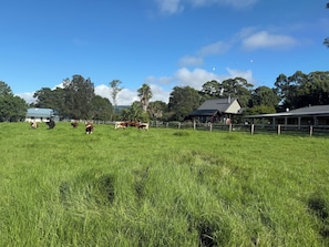 A grassy field with cows and a farmhouse in the background.