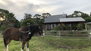 A horse with a harness standing in a grassy field with a wooden fence and a house in the background. - Peppergrove Cottage (Berry)