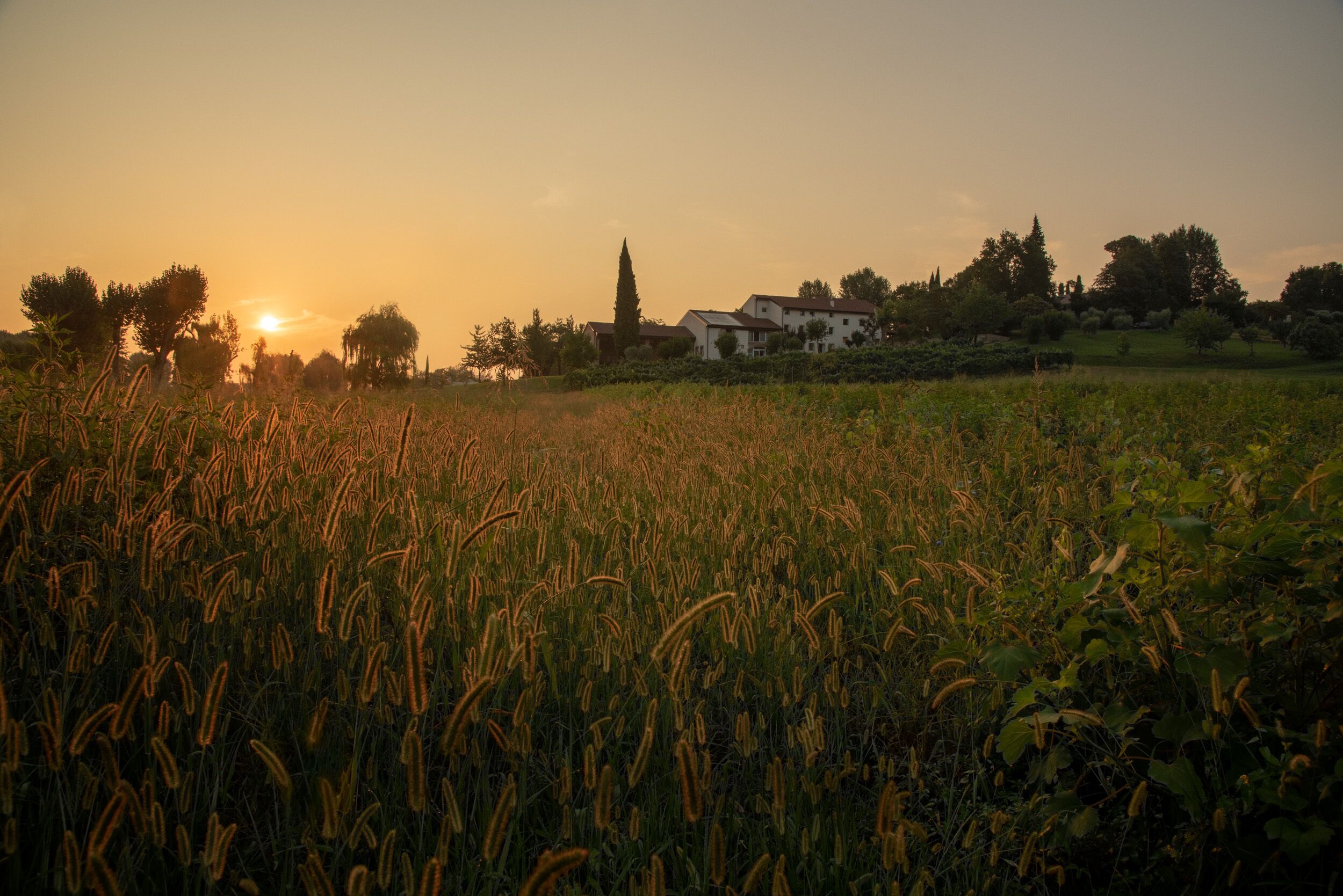 Un campo di erba alta con un edificio sullo sfondo.
