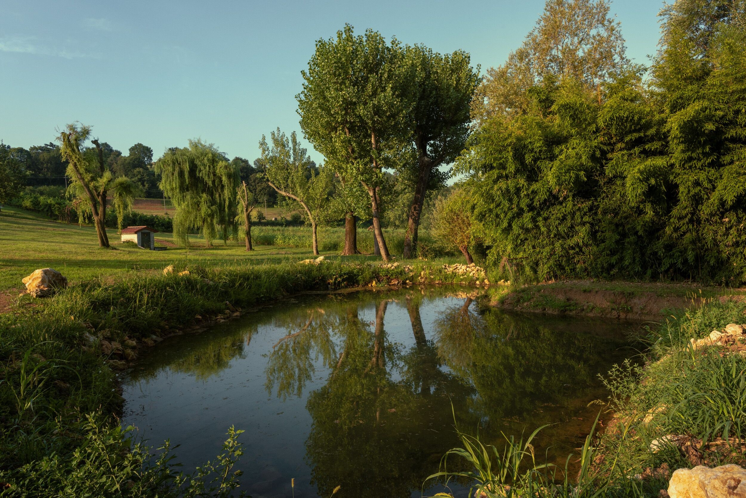 A serene pond surrounded by lush greenery and trees, with a small shed in the background.