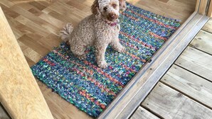 A small dog sitting on a colorful rug in a room with wooden flooring and a metal chair in the background.